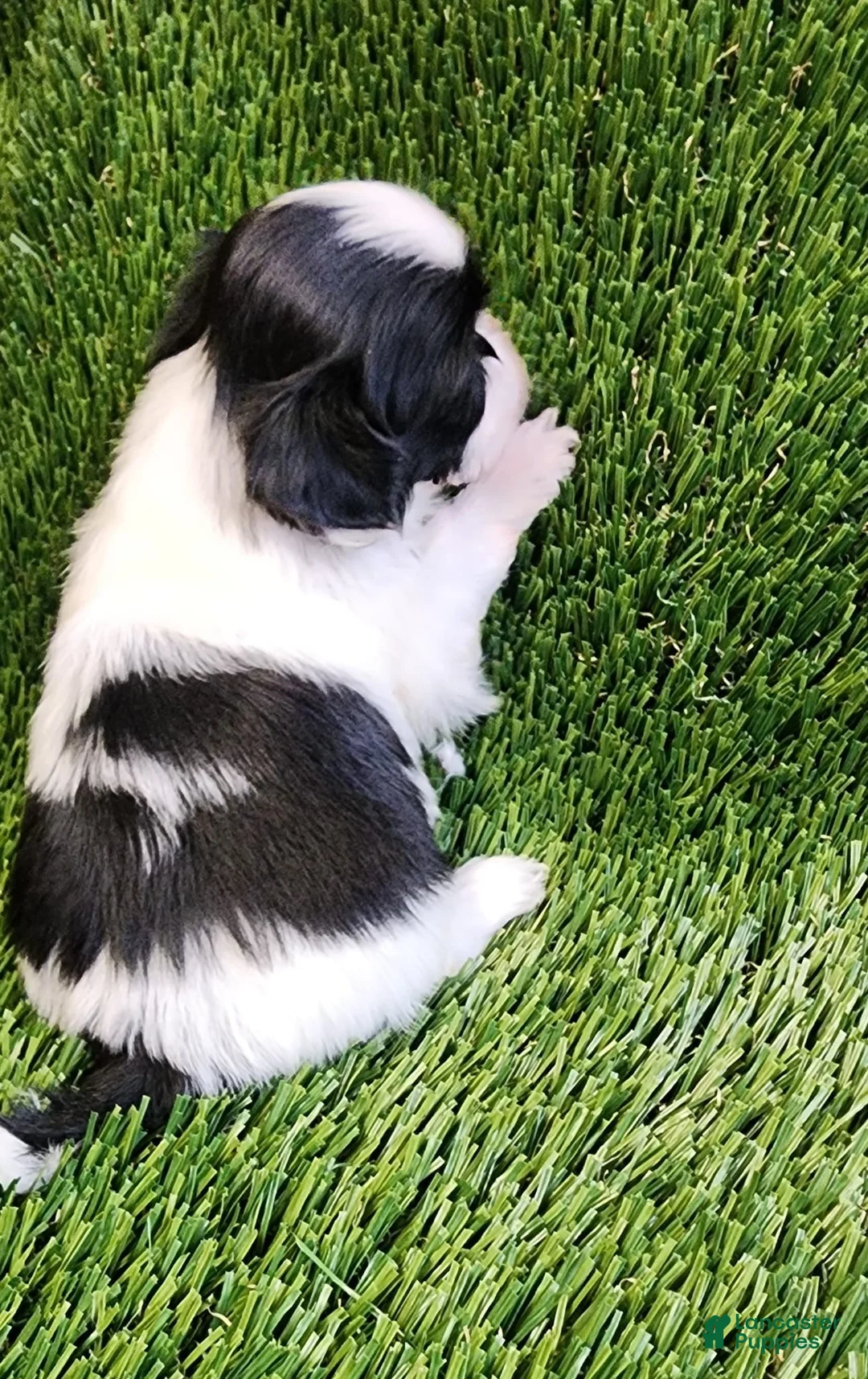 Shih Tzu dogs for sale: Shih Tzu 1 - Ad 2