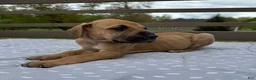 Great Dane dogs for sale: Gemelli (Pink) - Ad 5