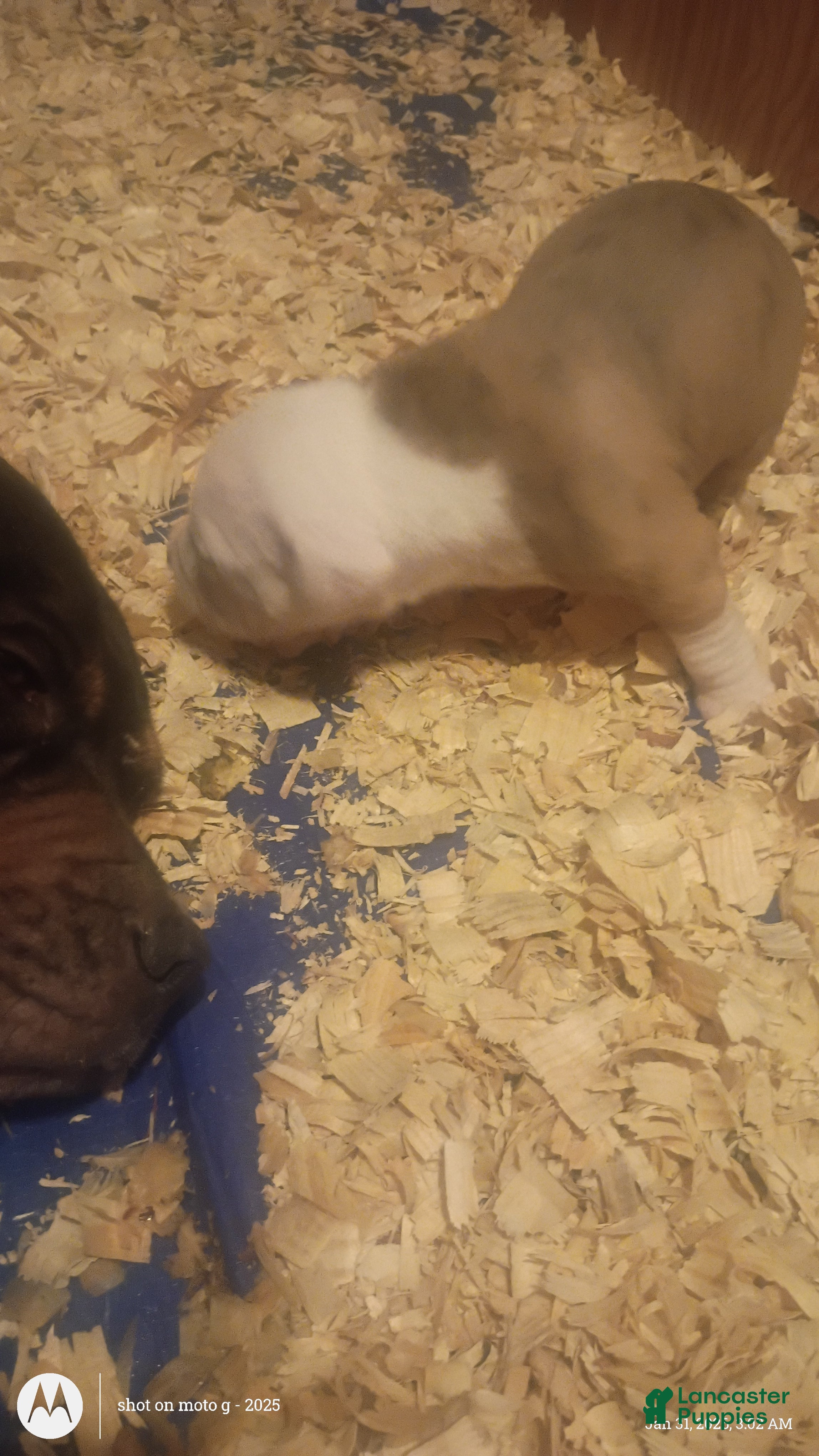 American Pit Bull Terrier dogs American Pit Bull Terrier Puppy 3 - Ad 5