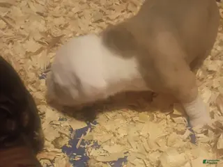 American Pit Bull Terrier dogs American Pit Bull Terrier Puppy 3 - Ad 5