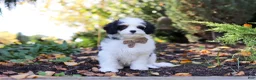 Cavapoo dogs for sale: Brady - Ad 8