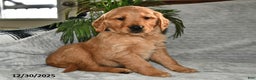 Golden Retriever dogs for sale: Seriphina - Ad 3