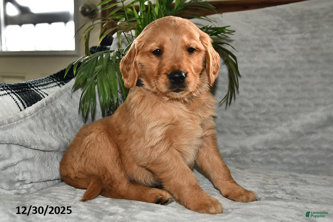 Golden Retriever dogs for sale: Seriphina - Ad 3