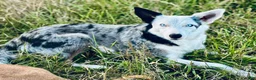 Mixed Breed dogs for sale: ODIN-Kelpie/Border Collie male  - Ad 7