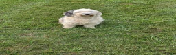 Mini Sheepadoodle dogs for sale: Sierra - Ad 7