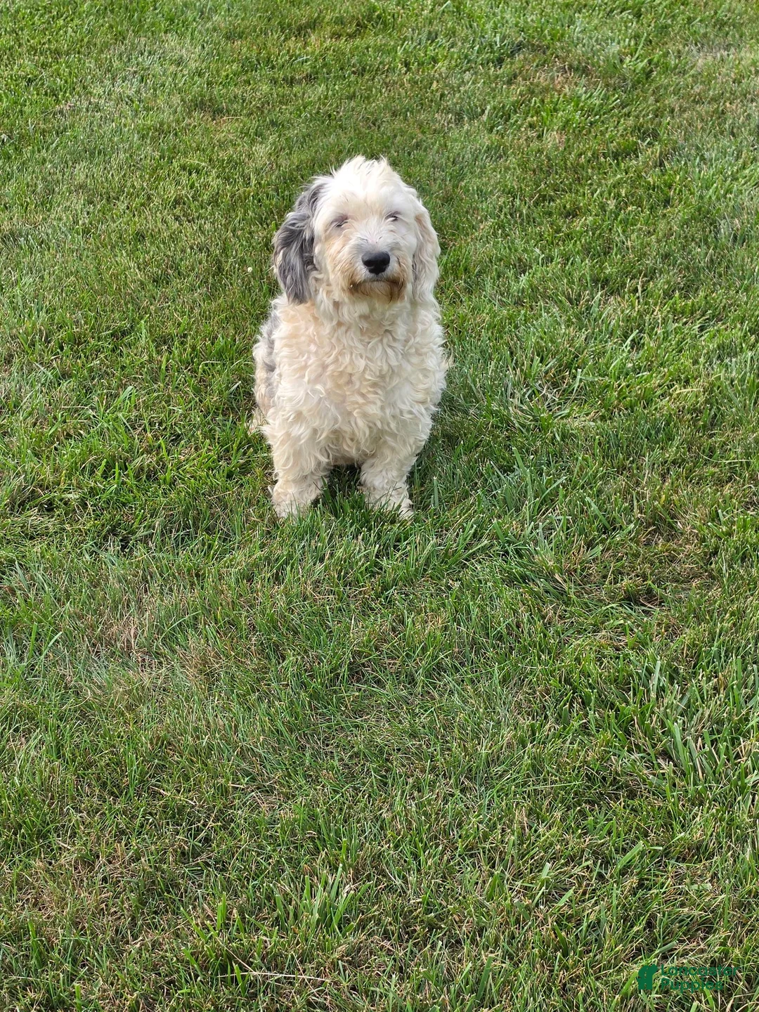 Mini Sheepadoodle dogs for sale: Sierra - Ad 7