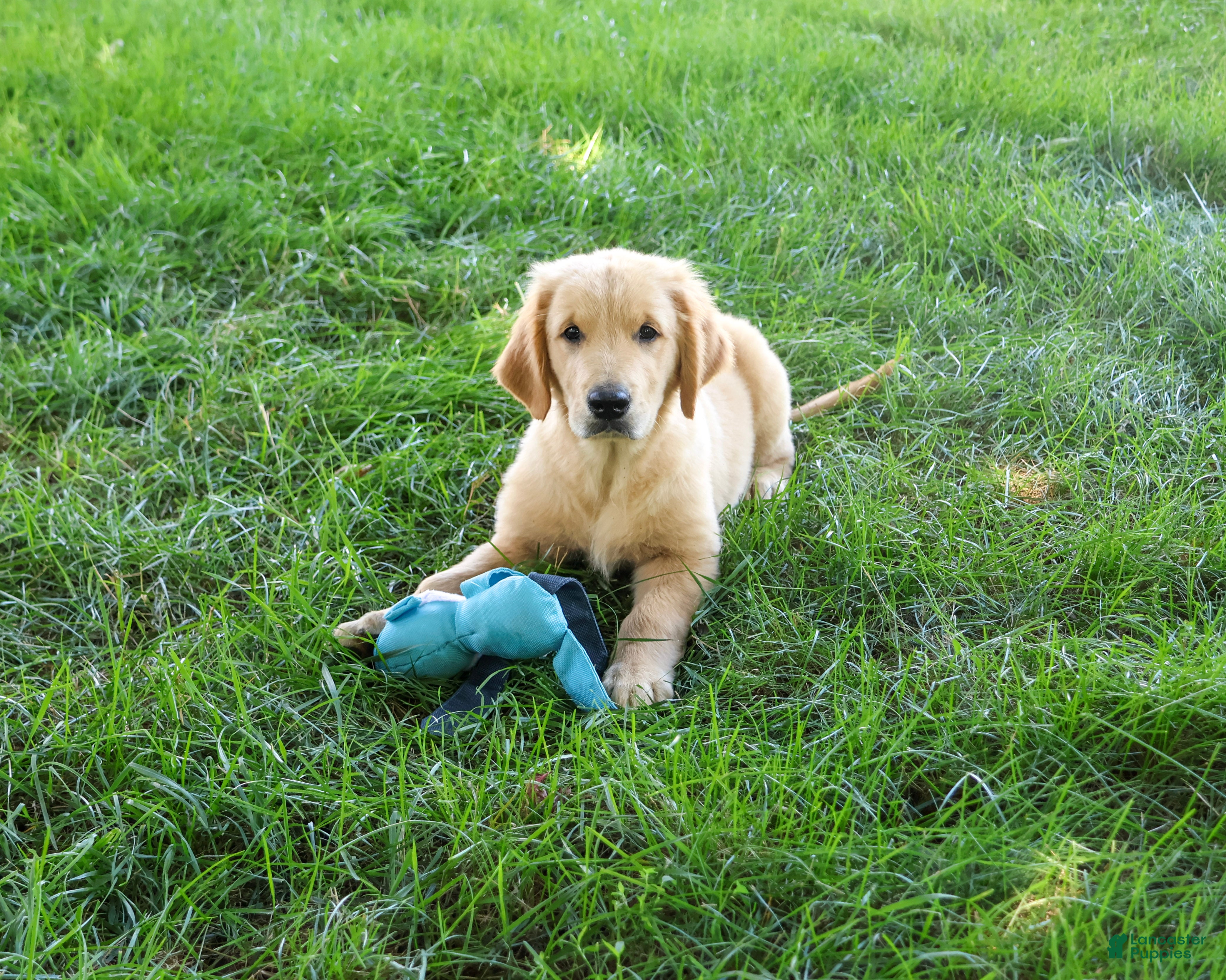 Golden Retriever dogs Georgie - Ad 7