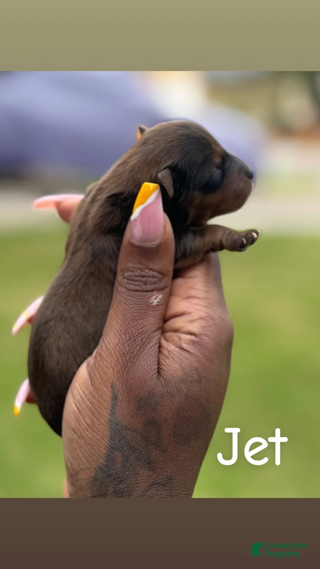 Yorkshire Terrier dogs for sale: Yorkshire Terrier Puppy 2 - Ad 2