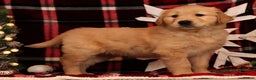 Golden Retriever dogs for sale: Rudolph - Ad 2