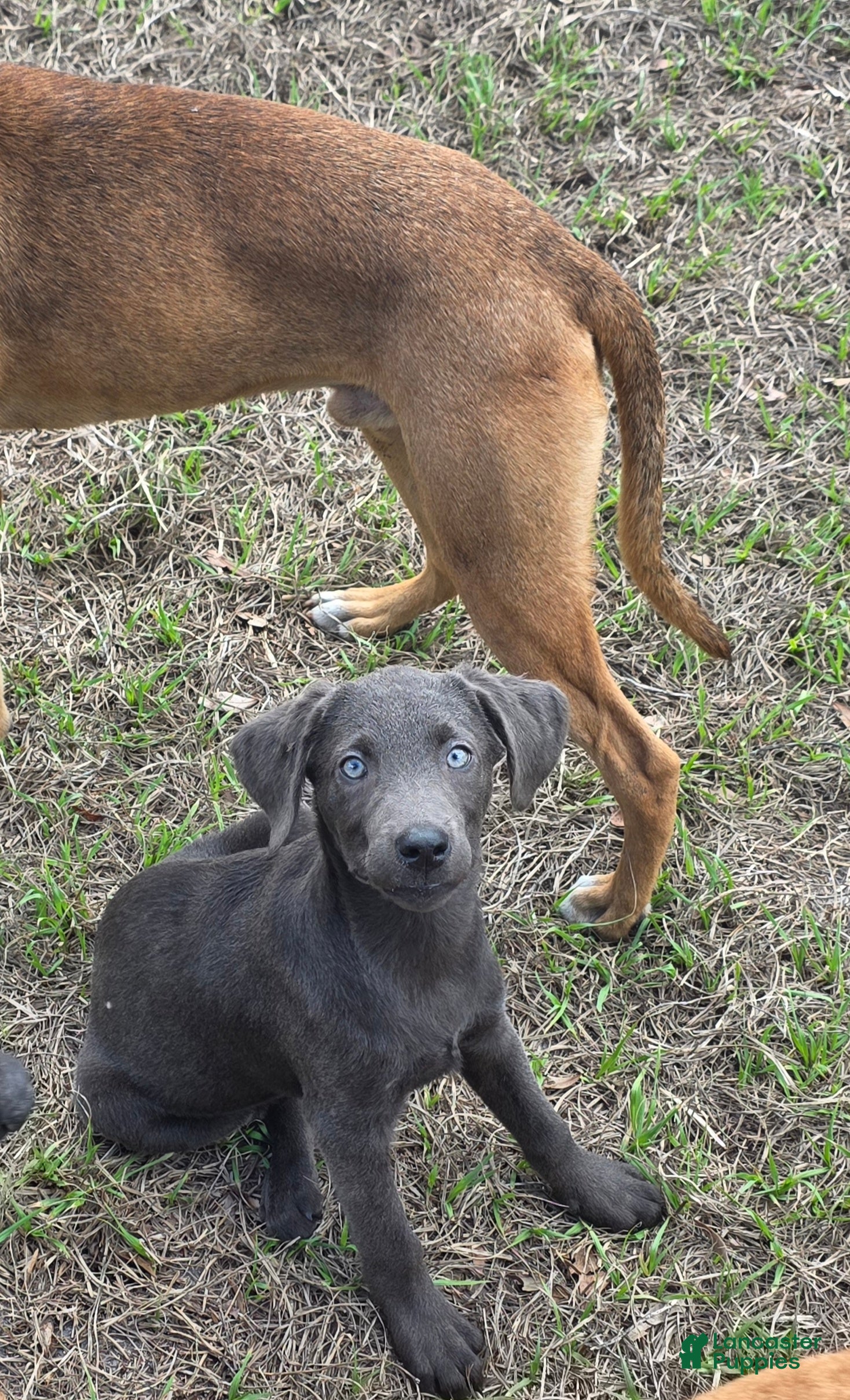 Labrador Retriever dogs Labrador Retriever Bud - Ad 5