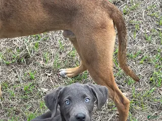 Labrador Retriever dogs for sale: Labrador Retriever Bud - Ad 1