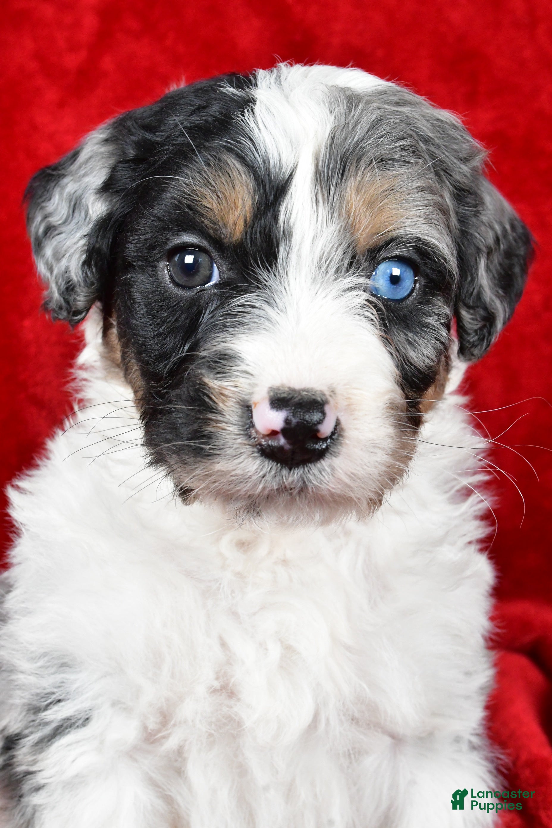 Bernedoodle dogs Rudolf - Ad 23