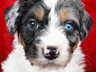 Bernedoodle dogs - Ad 6