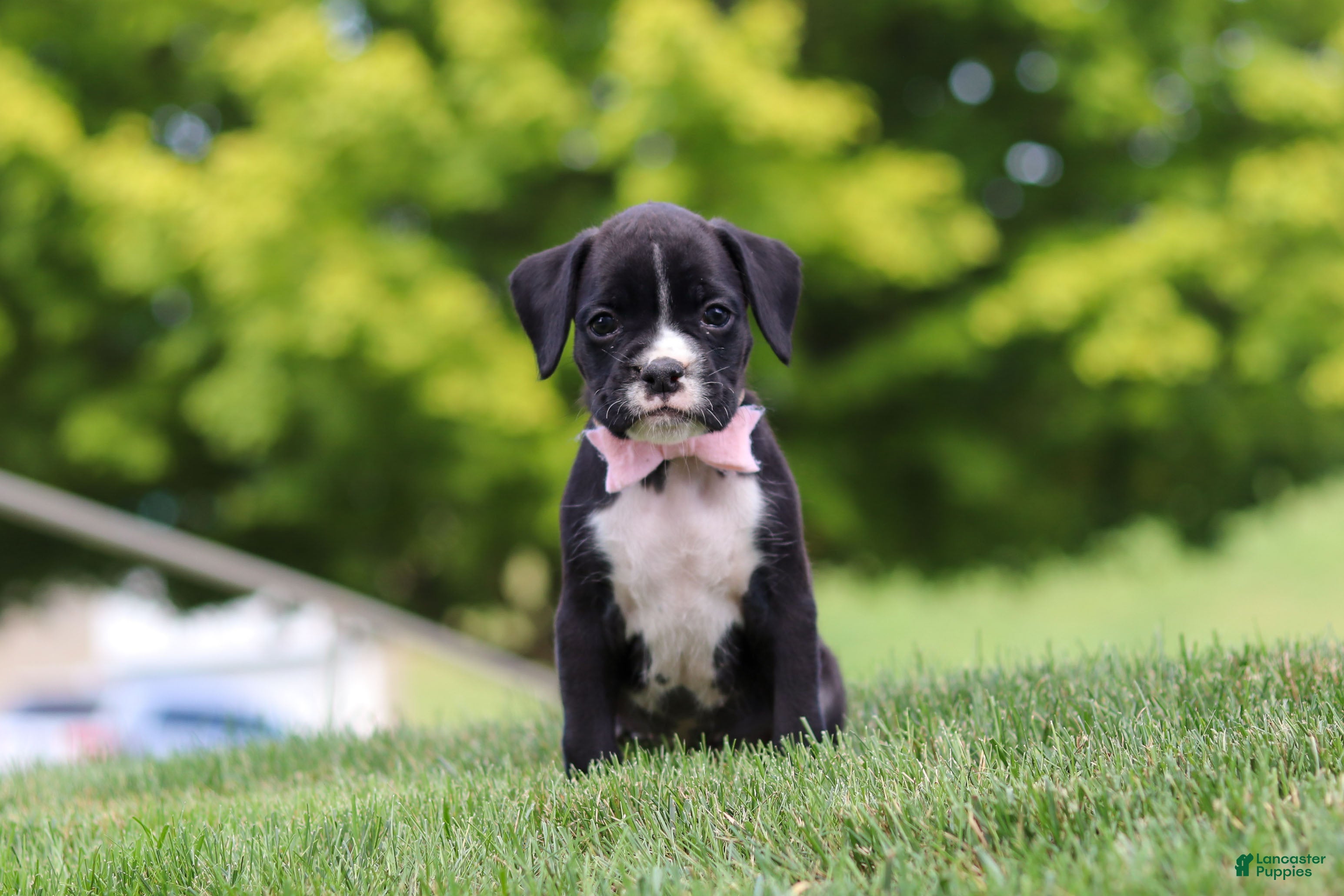 Boxer dogs Lucy - Ad 2