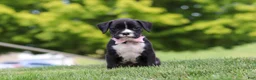 Boxer dogs for sale: Lucy - Ad 2