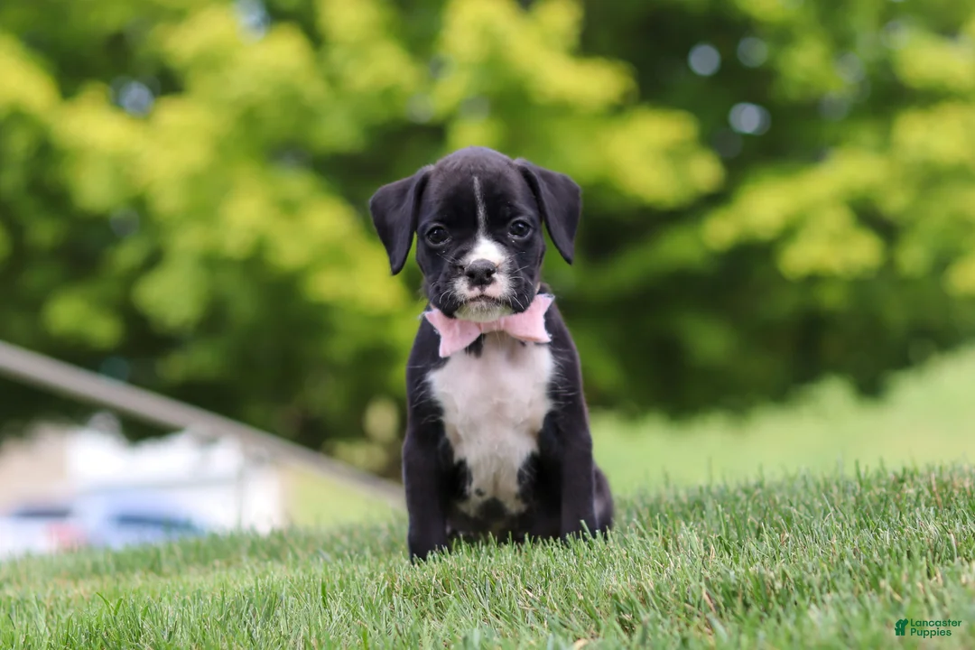 Boxer dogs for sale: Lucy - Ad 2