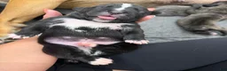 Cane Corso dogs for sale: Pablo - Ad 4