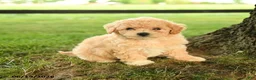 Bichpoo dogs for sale: Donna - Ad 4