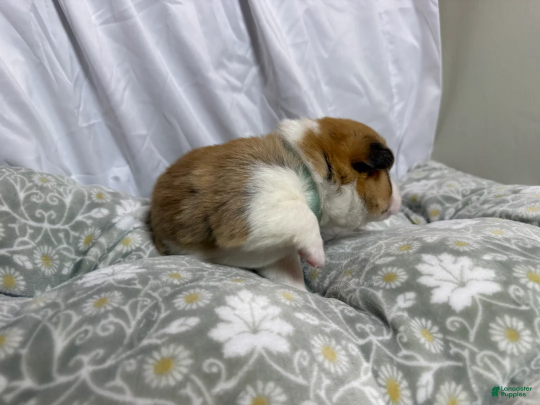 Welsh Corgi Pembroke dogs for sale: Good Friday 2M - Ad 2