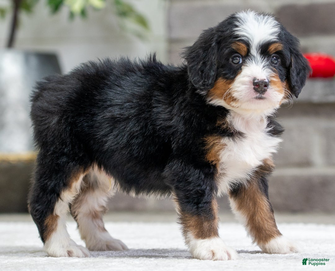 Mini Bernedoodle dogs for sale: Sparky - Ad 1