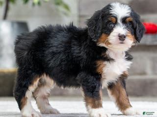 Mini Bernedoodle dogs Sparky - Ad 27