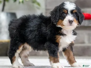 Mini Bernedoodle dogs Sparky - Ad 29