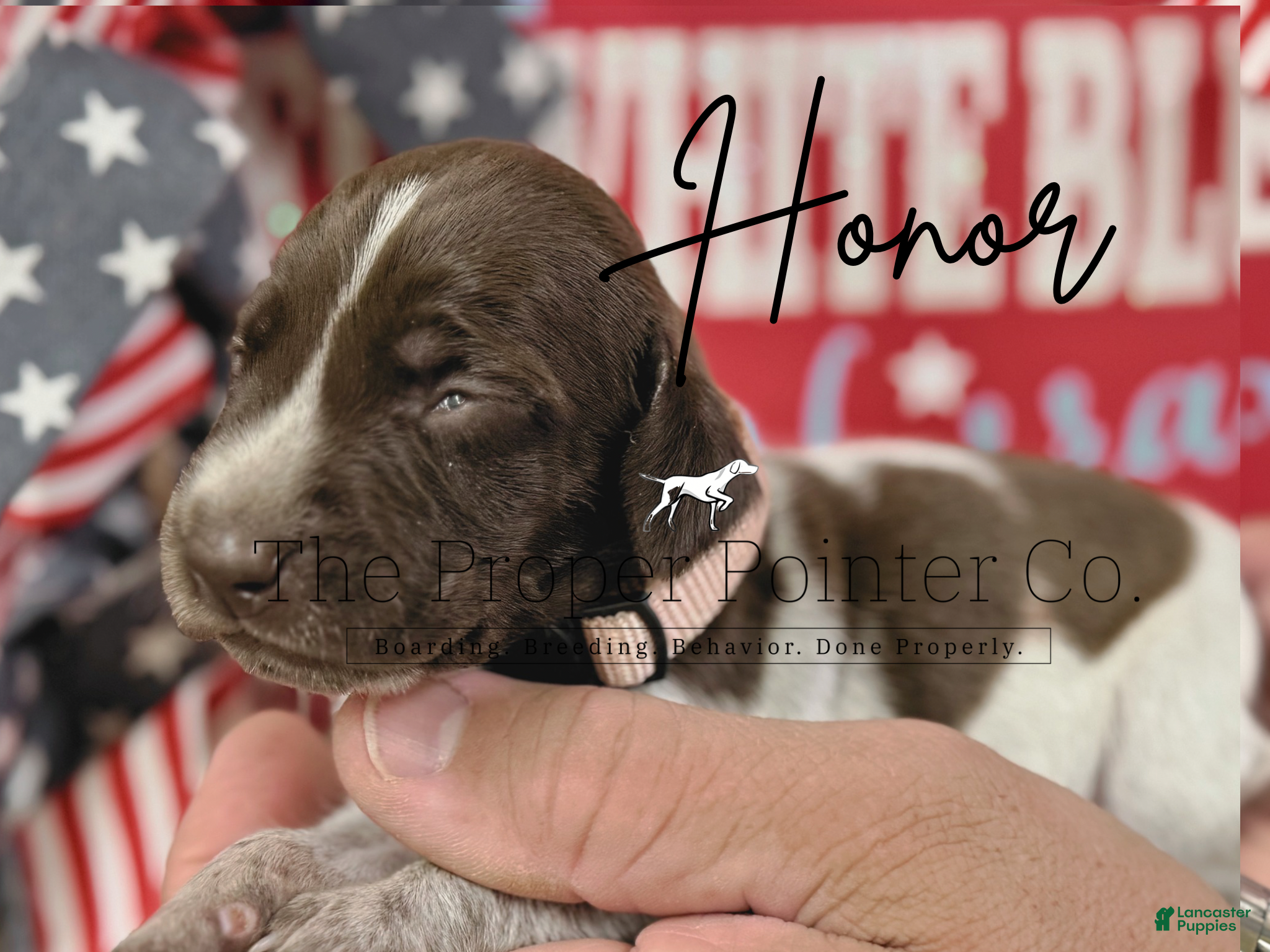 German Shorthaired Pointer dogs Honor  - Ad 1