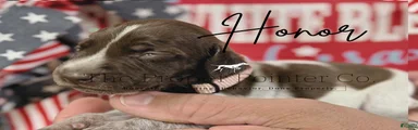 Honor 
