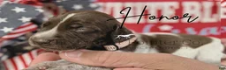 German Shorthaired Pointer dogs for sale: Honor  - Ad 1