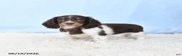Miniature Dachshund dogs for sale: Ivy - Ad 5