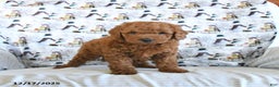 Mini Goldendoodle dogs for sale: Flash - Ad 3
