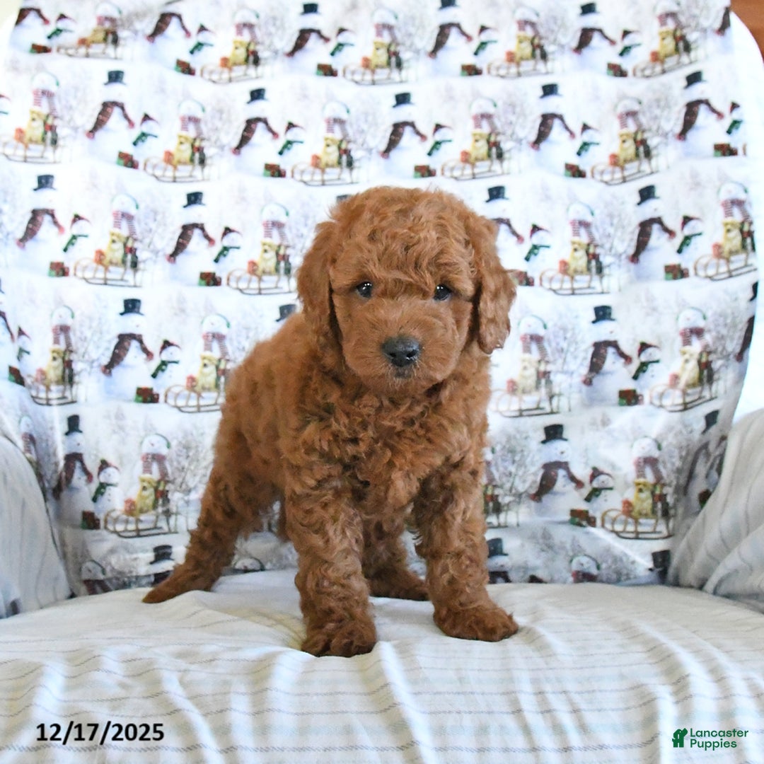 Mini Goldendoodle dogs for sale: Flash - Ad 3
