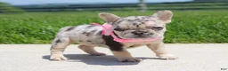 French Bulldog dogs for sale: Bonnie - Ad 3