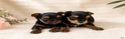 Yorkshire Terrier dogs for sale: Yorkshire Terrier 1 - Ad 4