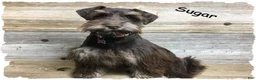 Miniature Schnauzer dogs for sale: Frankfort - Ad 2