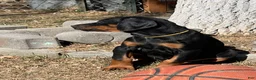 Doberman Pinscher dogs for sale: European Doberman Pinscher Yellow collar female - Ad 1