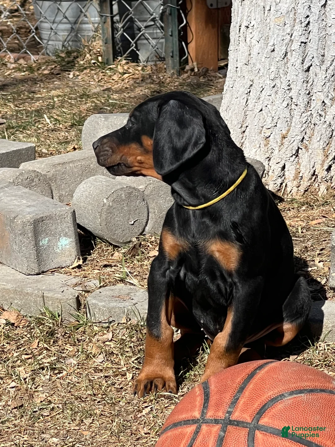 Doberman Pinscher dogs for sale: European Doberman Pinscher Yellow collar female - Ad 1