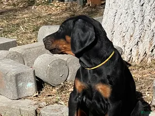 Doberman Pinscher dogs for sale: European Doberman Pinscher Yellow collar female - Ad 1