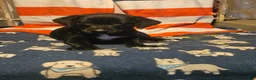 Border Collie dogs for sale: Charley (Blueish Eyes) - Ad 6