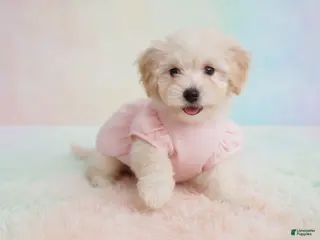 Maltipoo dogs BABY - Ad 2