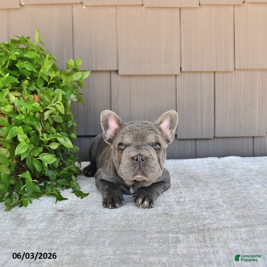 French Bulldog dogs for sale: Amber - Ad 5