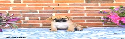 Puggle dogs for sale: Robbie - Ad 2