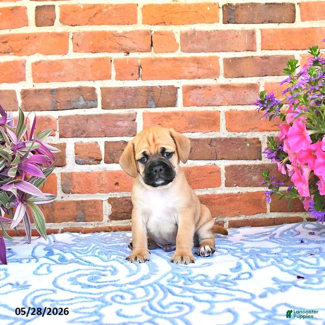 Puggle dogs for sale: Robbie - Ad 2