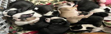 Boston Terrier 8 - RESERVED