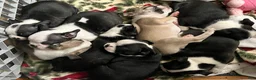 Boston Terrier dogs for sale: Boston Terrier 8 - RESERVED - Ad 1