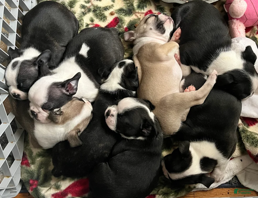 Boston Terrier dogs for sale: Boston Terrier 8 - RESERVED - Ad 1