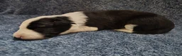 Border Collie dogs for sale: Chex - Ad 3