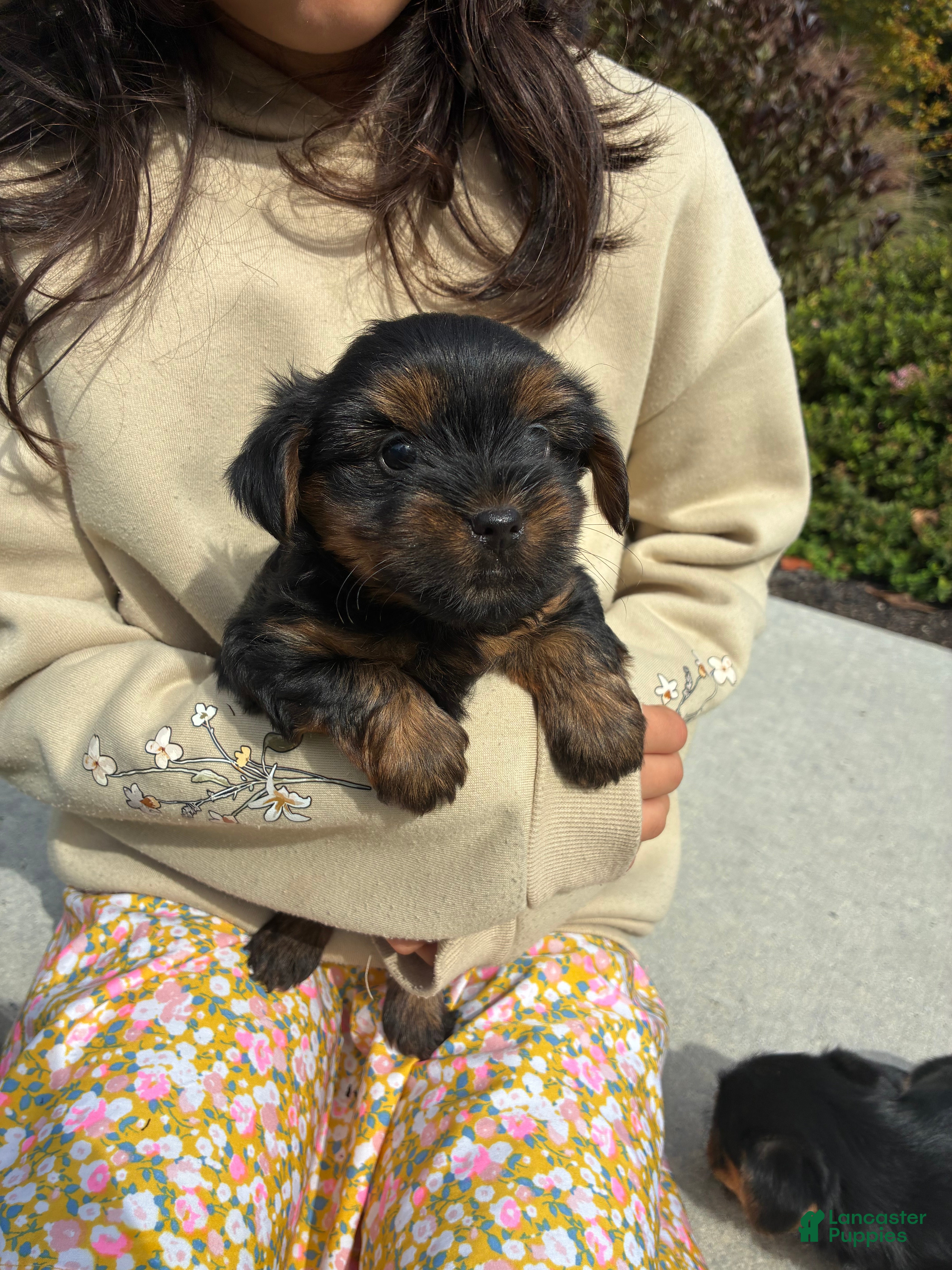 Yorkshire Terrier dogs Milo - Ad 2