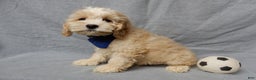 Cockapoo dogs for sale: Luka - Ad 4