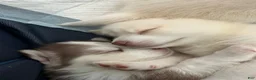 Pomsky dogs for sale: Pomsky Puppy 4 - Ad 5